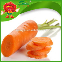 High quality carrot supplier from China